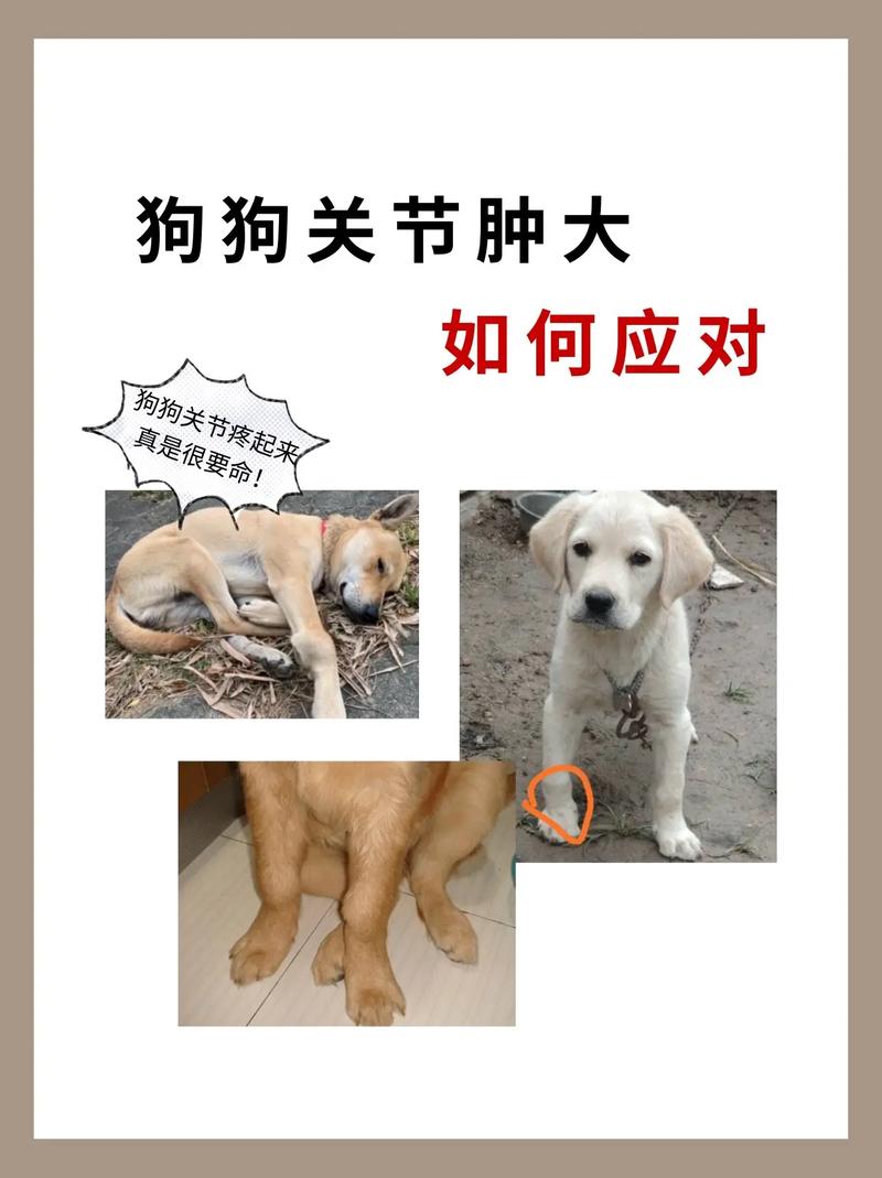 狗狗缺钙的症状有哪些-狗狗缺钙导致的内容-第2张图片 狗狗缺钙的症状有哪些-狗狗缺钙导致的内容-第2张图片