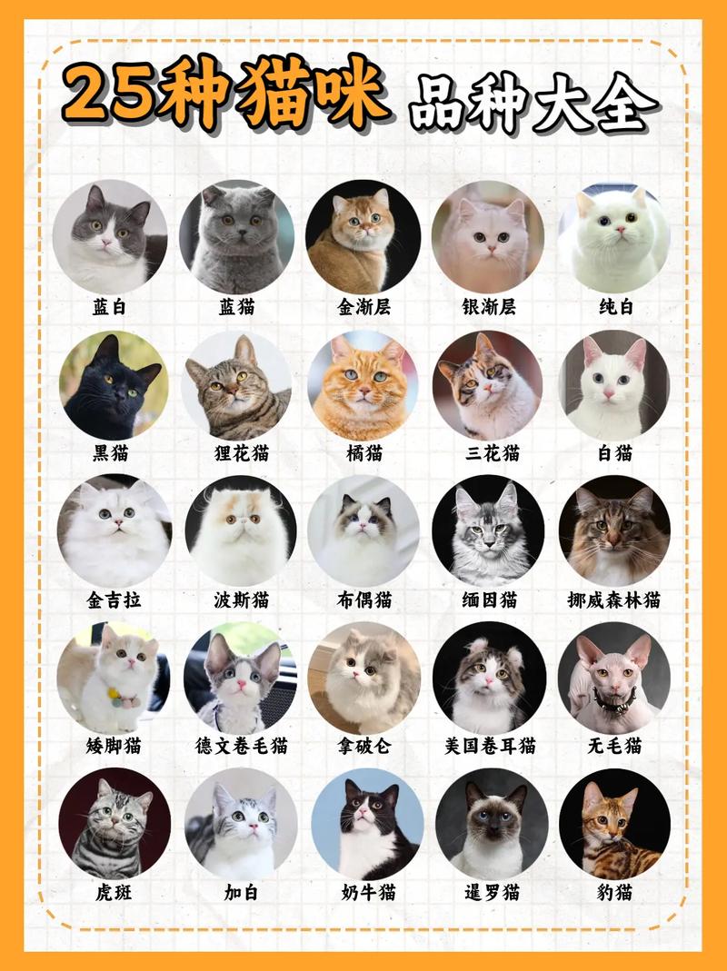 美国短毛猫的性格特点-美国短毛猫的性格特点是什么-第3张图片 美国短毛猫的性格特点-美国短毛猫的性格特点是什么-第3张图片
