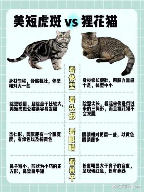 美国短毛猫的性格特点-美国短毛猫的性格特点是什么-第5张图片 美国短毛猫的性格特点-美国短毛猫的性格特点是什么-第5张图片