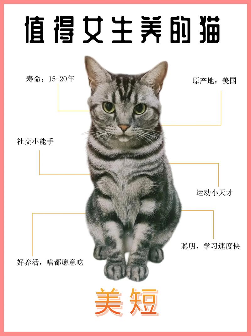 美国短毛猫的性格特点-美国短毛猫的性格特点是什么-第8张图片 美国短毛猫的性格特点-美国短毛猫的性格特点是什么-第8张图片