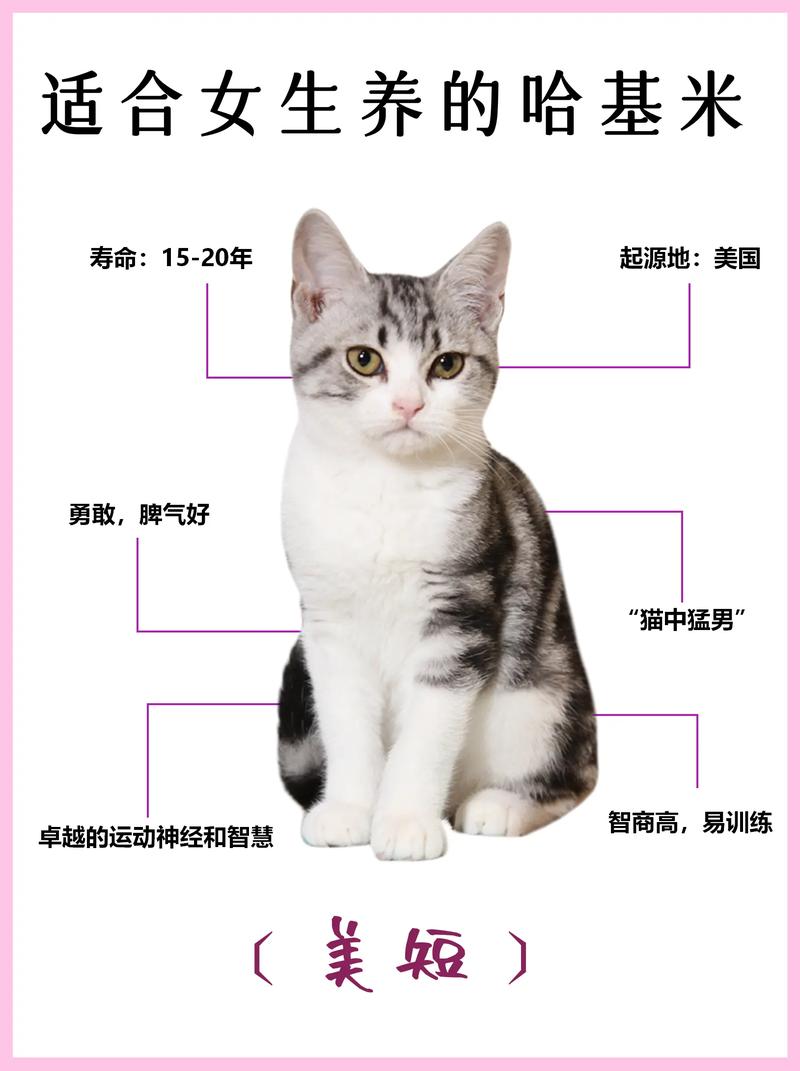 美国短毛猫的性格特点-美国短毛猫的性格特点是什么-第9张图片 美国短毛猫的性格特点-美国短毛猫的性格特点是什么-第9张图片