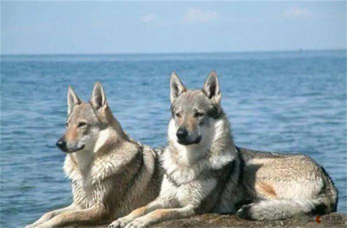 狼青犬和捷克狼犬/狼青犬和捷克狼犬哪个贵-第4张图片 狼青犬和捷克狼犬/狼青犬和捷克狼犬哪个贵-第4张图片