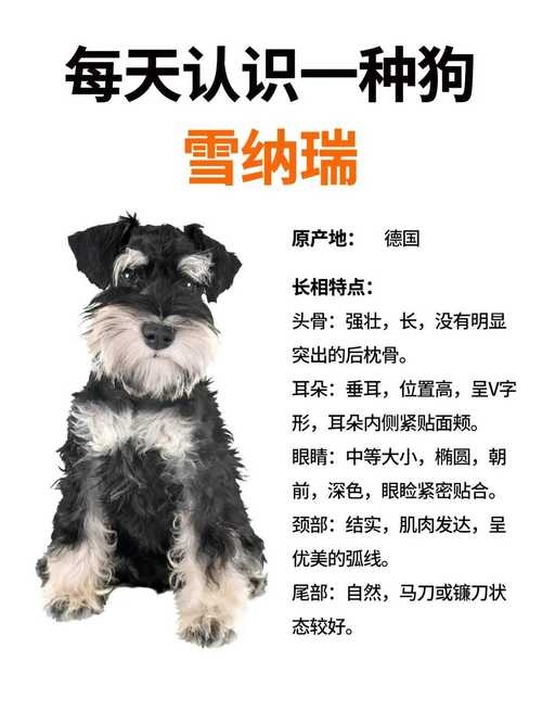 作为消费者“狗狗美容一次多少钱”你不能不知道-第3张图片 作为消费者“狗狗美容一次多少钱”你不能不知道-第3张图片