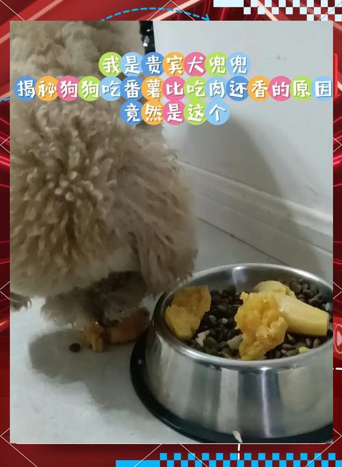 狗狗能吃红薯干吗,狗狗能吃红薯干吗有营养吗-第6张图片 狗狗能吃红薯干吗,狗狗能吃红薯干吗有营养吗-第6张图片
