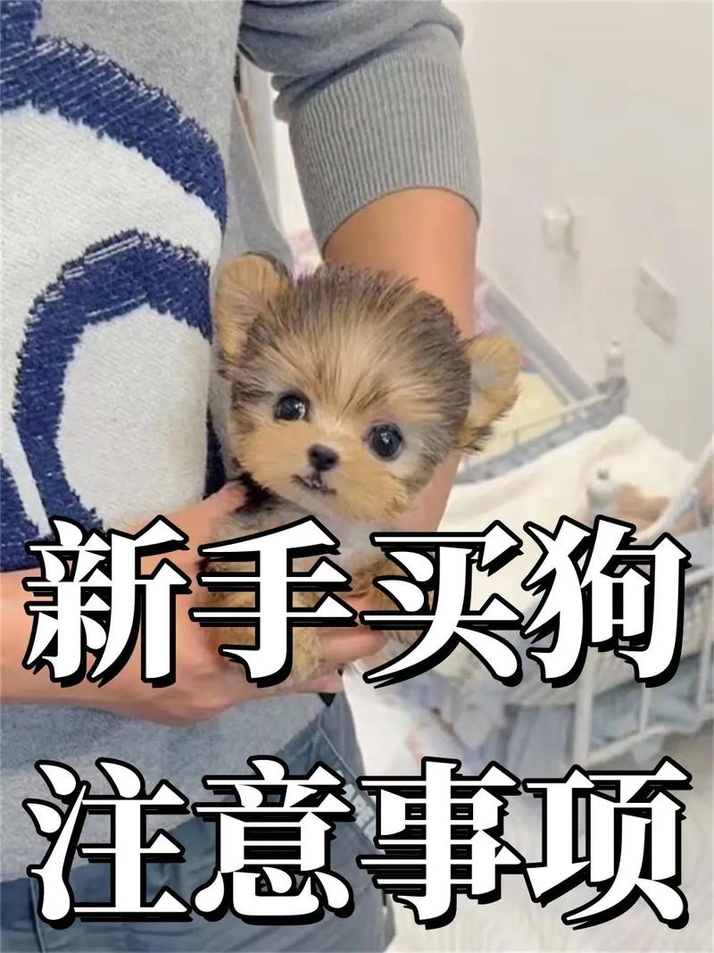 作为消费者“选狗狗需要注意什么”你不能不知道-第2张图片 作为消费者“选狗狗需要注意什么”你不能不知道-第2张图片