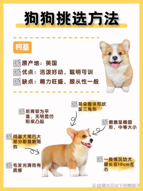 作为消费者“选狗狗需要注意什么”你不能不知道-第6张图片 作为消费者“选狗狗需要注意什么”你不能不知道-第6张图片