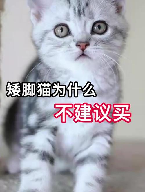 解析“矮脚猫”你不知道的事-第3张图片 解析“矮脚猫”你不知道的事-第3张图片