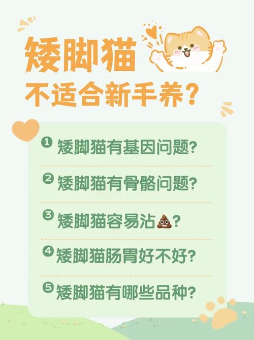 解析“矮脚猫”你不知道的事-第5张图片 解析“矮脚猫”你不知道的事-第5张图片