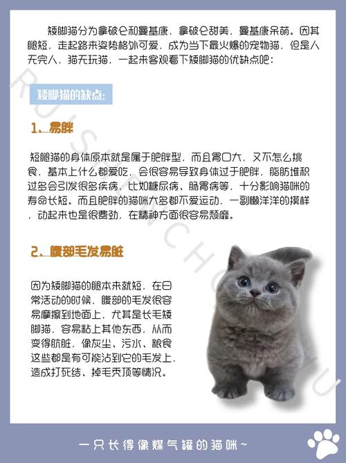 解析“矮脚猫”你不知道的事-第7张图片 解析“矮脚猫”你不知道的事-第7张图片