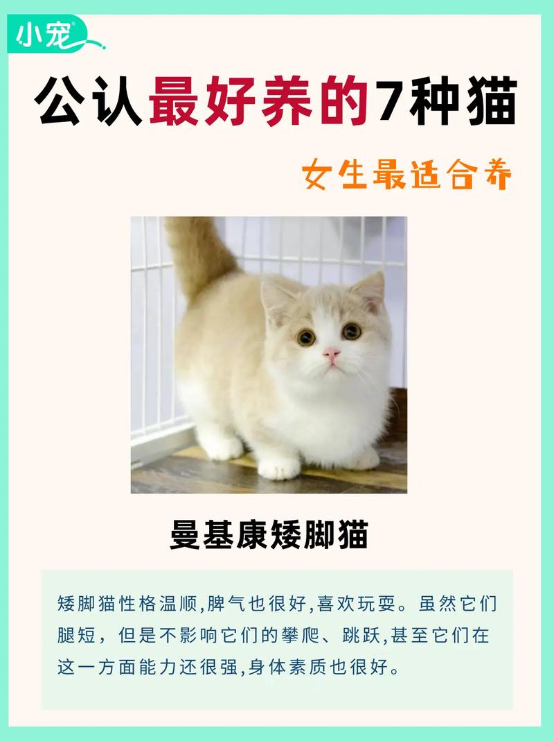 解析“矮脚猫”你不知道的事-第8张图片 解析“矮脚猫”你不知道的事-第8张图片