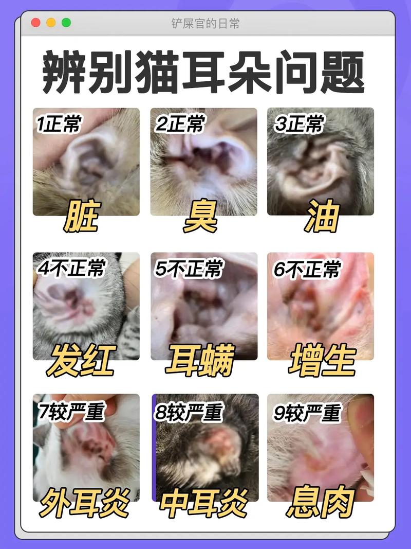 猫咪为什么会有耳螨/猫耳朵里耳螨怎么彻底清除