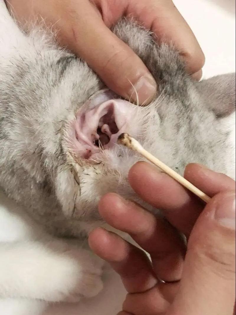 猫咪为什么会有耳螨/猫耳朵里耳螨怎么彻底清除-第2张图片 猫咪为什么会有耳螨/猫耳朵里耳螨怎么彻底清除-第2张图片