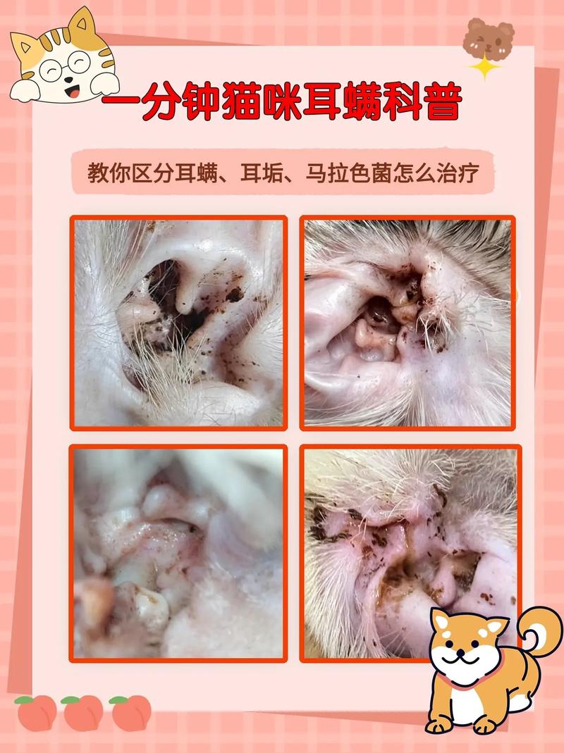 猫咪为什么会有耳螨/猫耳朵里耳螨怎么彻底清除-第6张图片 猫咪为什么会有耳螨/猫耳朵里耳螨怎么彻底清除-第6张图片