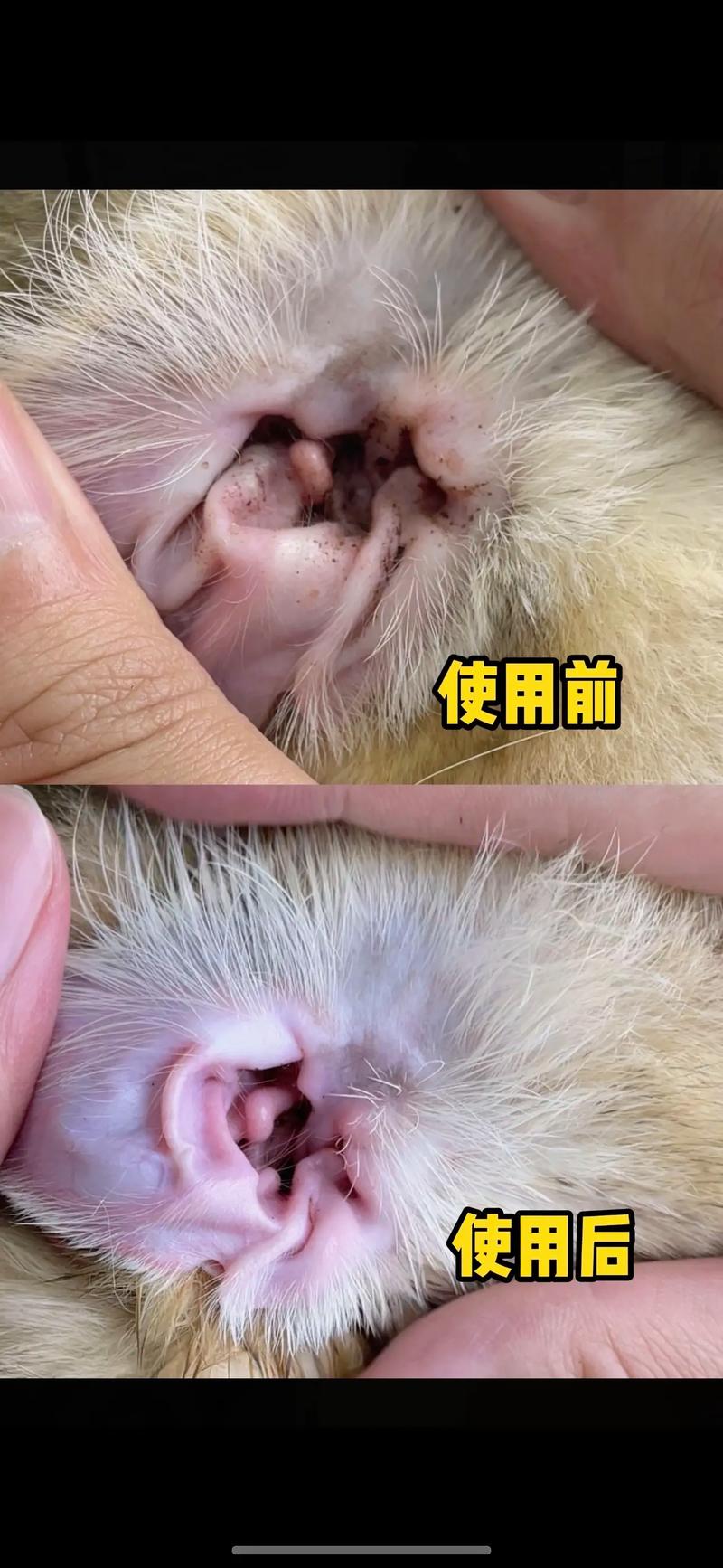 猫咪为什么会有耳螨/猫耳朵里耳螨怎么彻底清除-第10张图片 猫咪为什么会有耳螨/猫耳朵里耳螨怎么彻底清除-第10张图片
