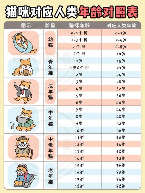 解析“如何判断猫咪年龄”你不知道的事