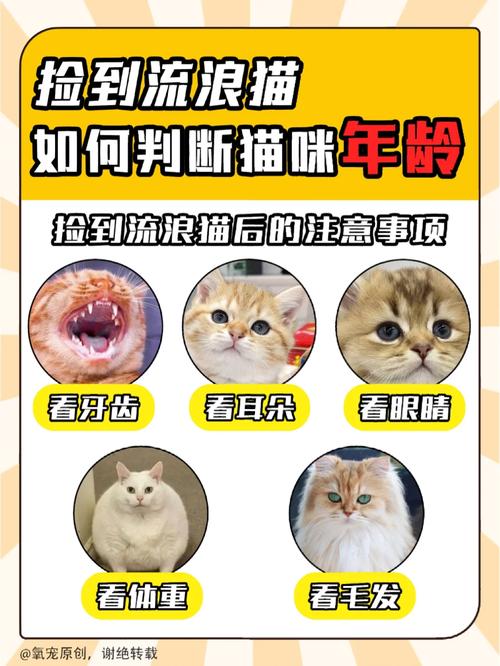 解析“如何判断猫咪年龄”你不知道的事-第3张图片 解析“如何判断猫咪年龄”你不知道的事-第3张图片