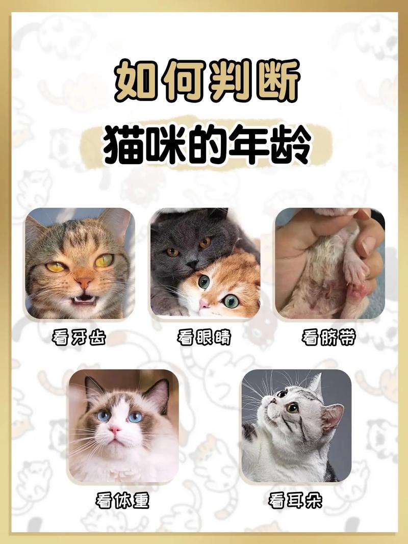 解析“如何判断猫咪年龄”你不知道的事-第8张图片 解析“如何判断猫咪年龄”你不知道的事-第8张图片