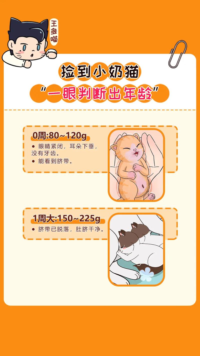 解析“如何判断猫咪年龄”你不知道的事-第9张图片 解析“如何判断猫咪年龄”你不知道的事-第9张图片