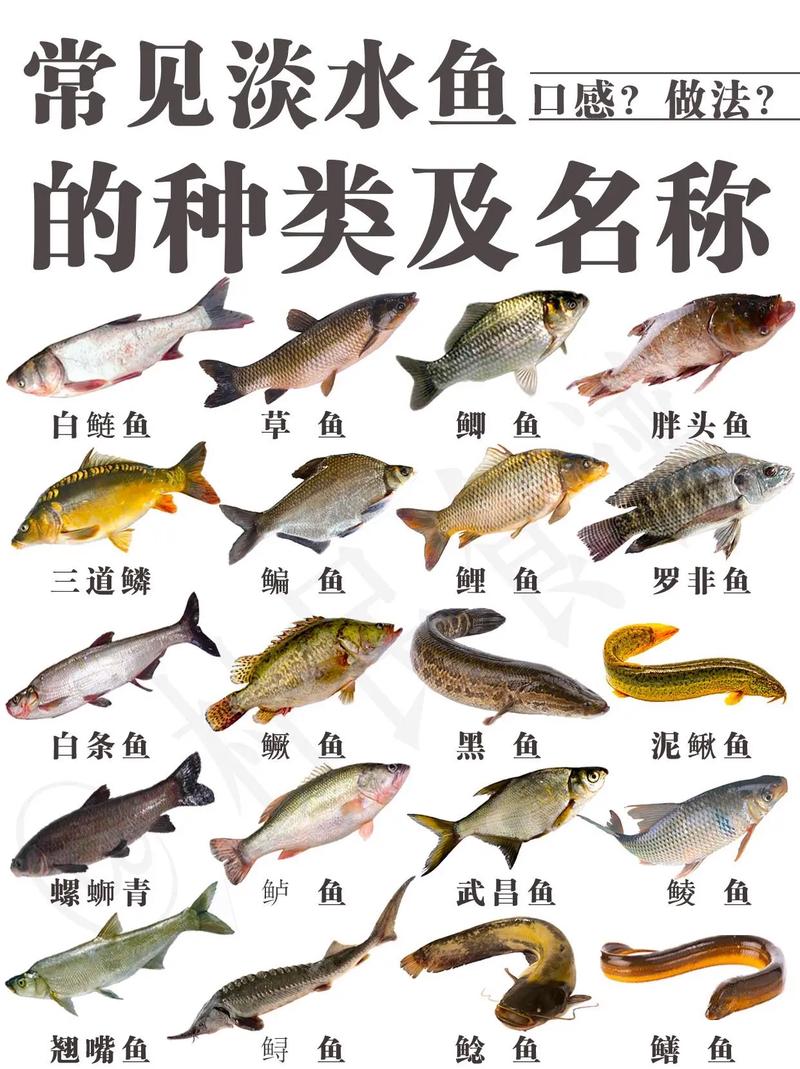 100种鱼类/100种鱼类有多少黑背角-第2张图片 100种鱼类/100种鱼类有多少黑背角-第2张图片