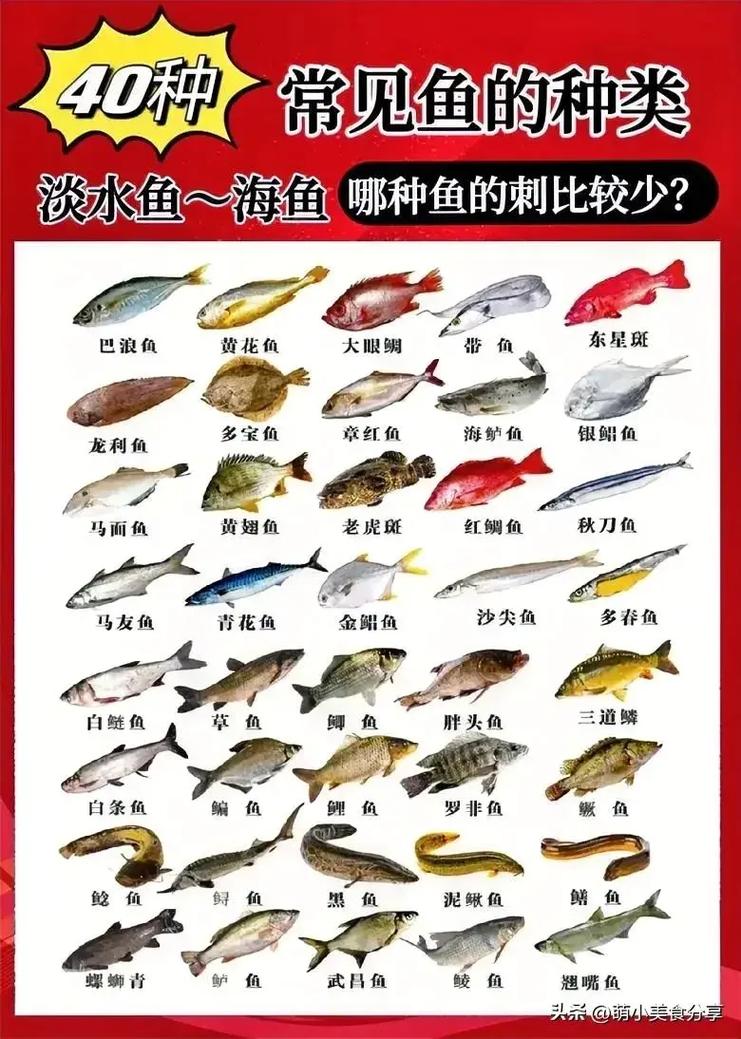 100种鱼类/100种鱼类有多少黑背角-第5张图片 100种鱼类/100种鱼类有多少黑背角-第5张图片