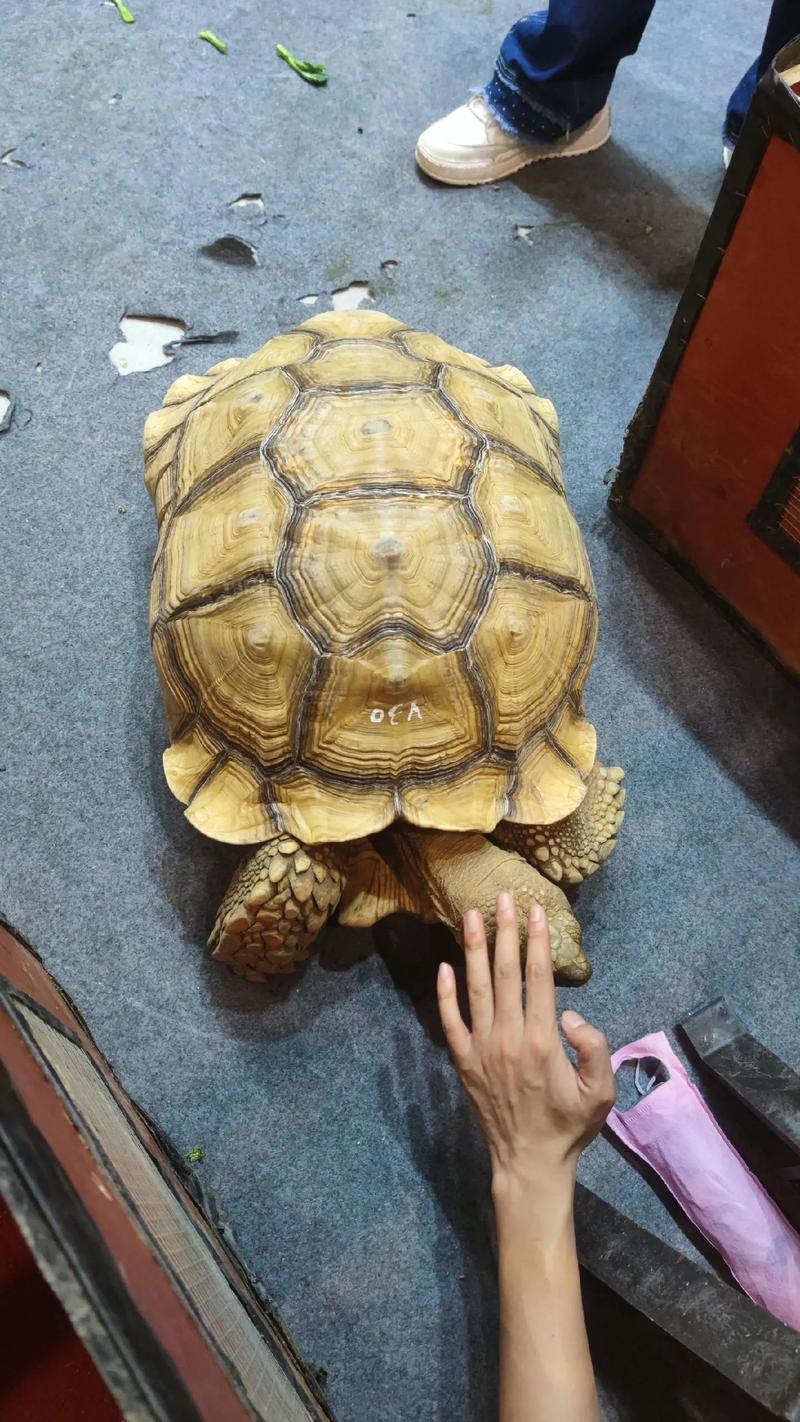 肯尼亚豹龟该怎么养/肯尼亚豹龟几级保护动物-第6张图片 肯尼亚豹龟该怎么养/肯尼亚豹龟几级保护动物-第6张图片