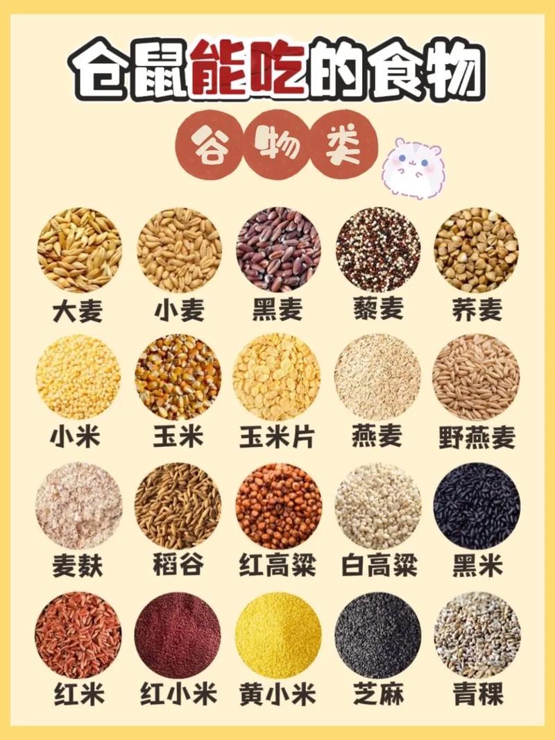 仓鼠能吃,仓鼠能吃车厘子吗-第2张图片 仓鼠能吃,仓鼠能吃车厘子吗-第2张图片