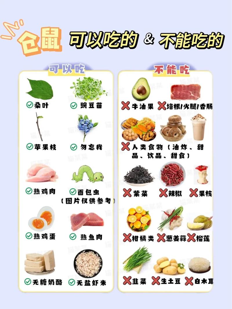 仓鼠能吃,仓鼠能吃车厘子吗-第7张图片 仓鼠能吃,仓鼠能吃车厘子吗-第7张图片