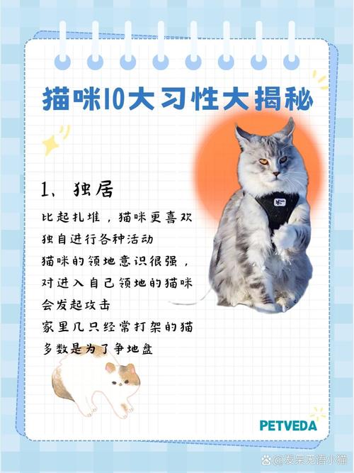 介绍猫/介绍猫咪-第6张图片 介绍猫/介绍猫咪-第6张图片