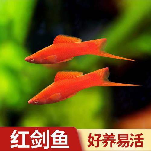 作为消费者“红剑鱼好养吗”你不能不知道