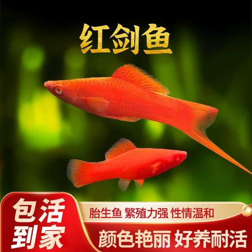 作为消费者“红剑鱼好养吗”你不能不知道-第2张图片 作为消费者“红剑鱼好养吗”你不能不知道-第2张图片