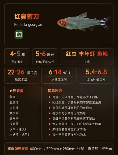 作为消费者“红剑鱼好养吗”你不能不知道-第5张图片 作为消费者“红剑鱼好养吗”你不能不知道-第5张图片
