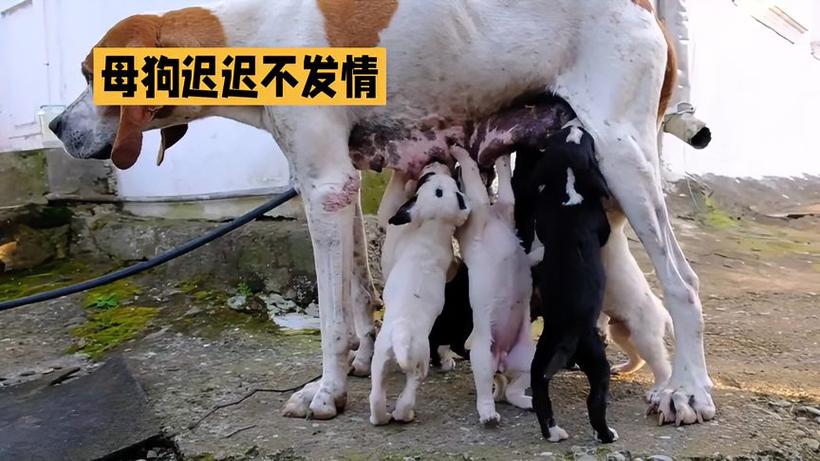 作为消费者“母狗多大发情”你不能不知道-第1张图片 作为消费者“母狗多大发情”你不能不知道-第1张图片