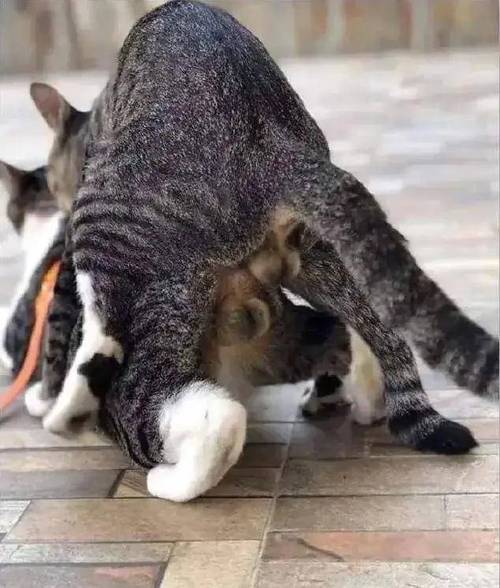 解析“狸花猫白脚白肚稀有吗”你不知道的事-第1张图片 解析“狸花猫白脚白肚稀有吗”你不知道的事-第1张图片