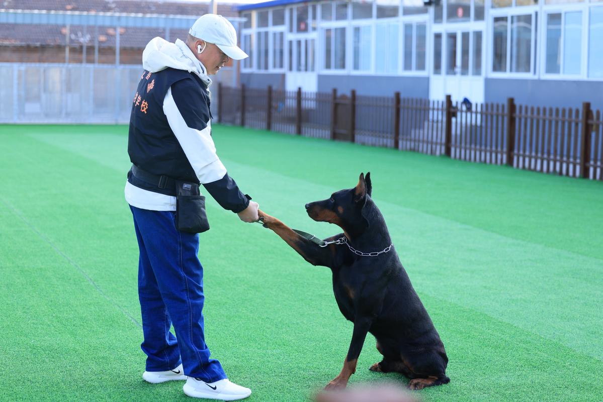 作为消费者“哪里有训犬的地方”你不能不知道-第1张图片 作为消费者“哪里有训犬的地方”你不能不知道-第1张图片