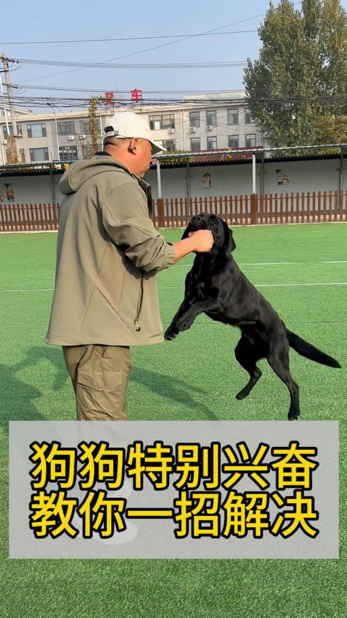 作为消费者“哪里有训犬的地方”你不能不知道-第2张图片 作为消费者“哪里有训犬的地方”你不能不知道-第2张图片