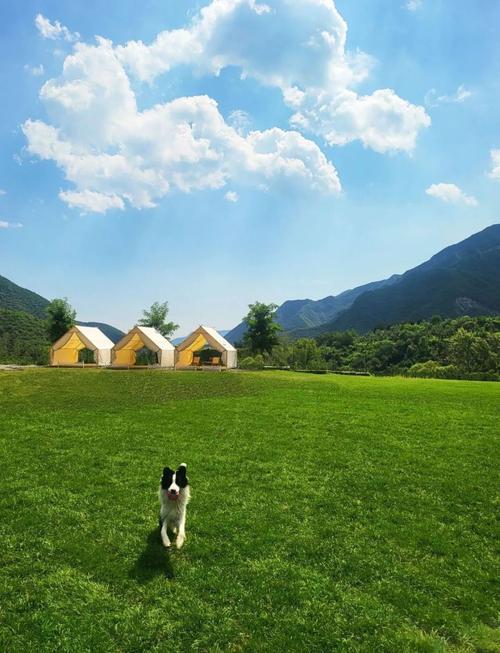 作为消费者“哪里有训犬的地方”你不能不知道-第3张图片 作为消费者“哪里有训犬的地方”你不能不知道-第3张图片