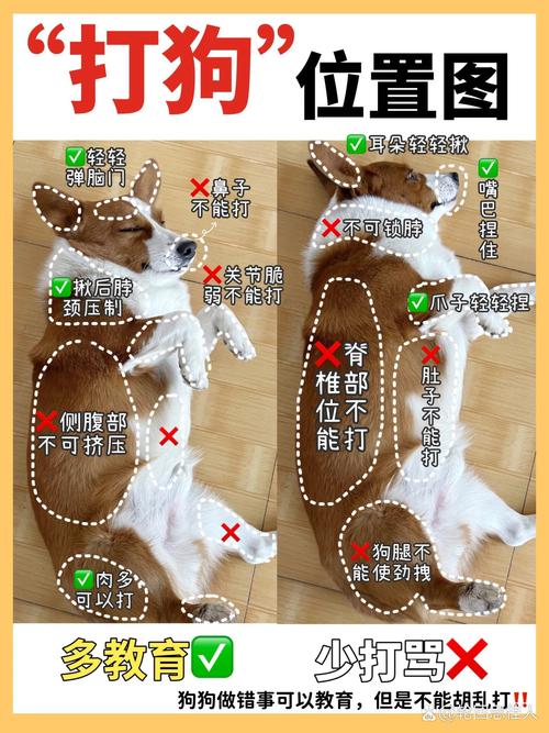 作为消费者“哪里有训犬的地方”你不能不知道-第4张图片 作为消费者“哪里有训犬的地方”你不能不知道-第4张图片