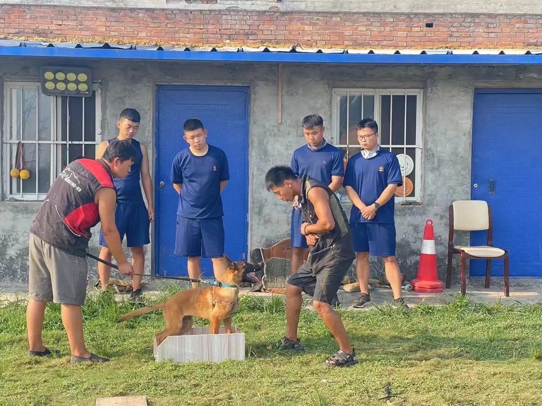作为消费者“哪里有训犬的地方”你不能不知道-第5张图片 作为消费者“哪里有训犬的地方”你不能不知道-第5张图片
