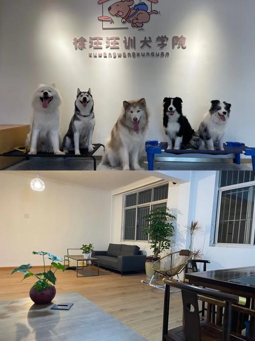 作为消费者“哪里有训犬的地方”你不能不知道-第6张图片 作为消费者“哪里有训犬的地方”你不能不知道-第6张图片