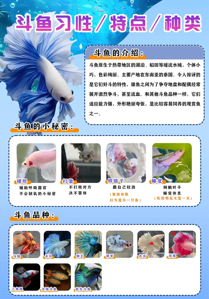 马尾斗鱼吃鱼-马尾斗鱼吃了饲料又吐出来是怎么回事-第4张图片 马尾斗鱼吃鱼-马尾斗鱼吃了饲料又吐出来是怎么回事-第4张图片