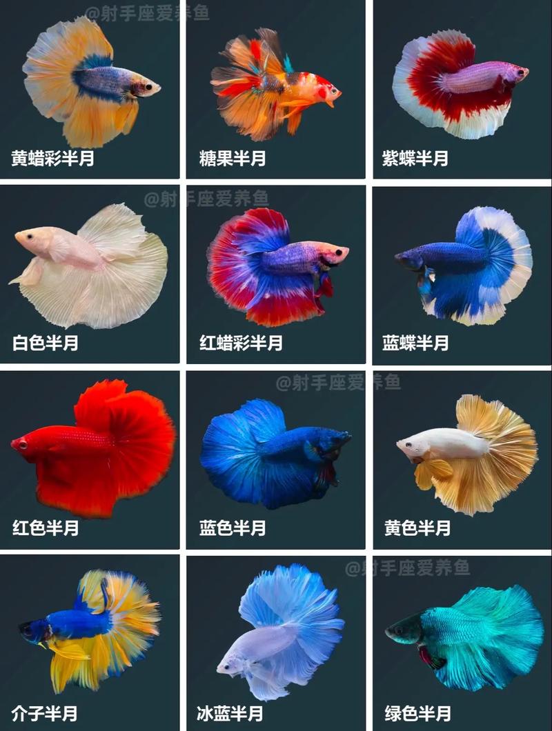 马尾斗鱼吃鱼-马尾斗鱼吃了饲料又吐出来是怎么回事-第6张图片 马尾斗鱼吃鱼-马尾斗鱼吃了饲料又吐出来是怎么回事-第6张图片