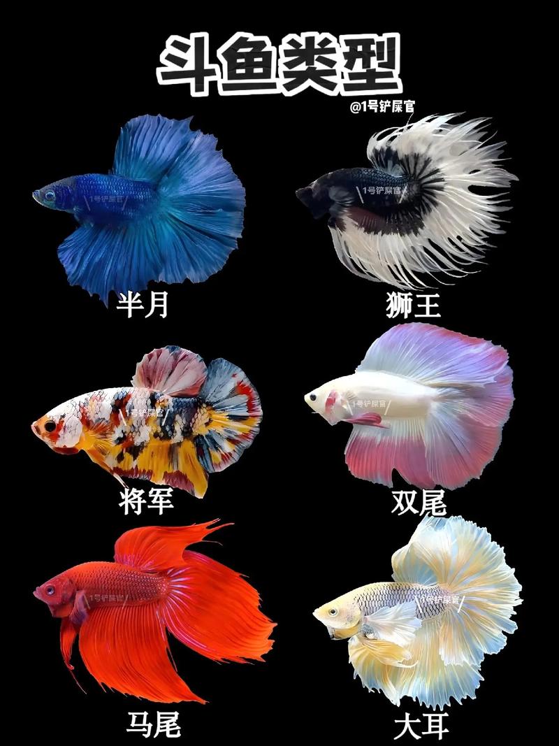 马尾斗鱼吃鱼-马尾斗鱼吃了饲料又吐出来是怎么回事-第7张图片 马尾斗鱼吃鱼-马尾斗鱼吃了饲料又吐出来是怎么回事-第7张图片