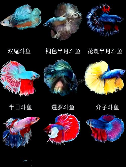 马尾斗鱼吃鱼-马尾斗鱼吃了饲料又吐出来是怎么回事-第9张图片 马尾斗鱼吃鱼-马尾斗鱼吃了饲料又吐出来是怎么回事-第9张图片