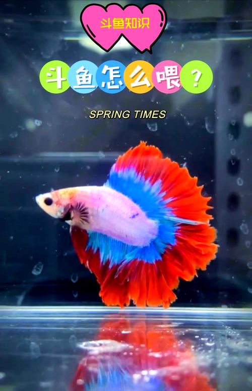 马尾斗鱼吃鱼-马尾斗鱼吃了饲料又吐出来是怎么回事-第10张图片 马尾斗鱼吃鱼-马尾斗鱼吃了饲料又吐出来是怎么回事-第10张图片
