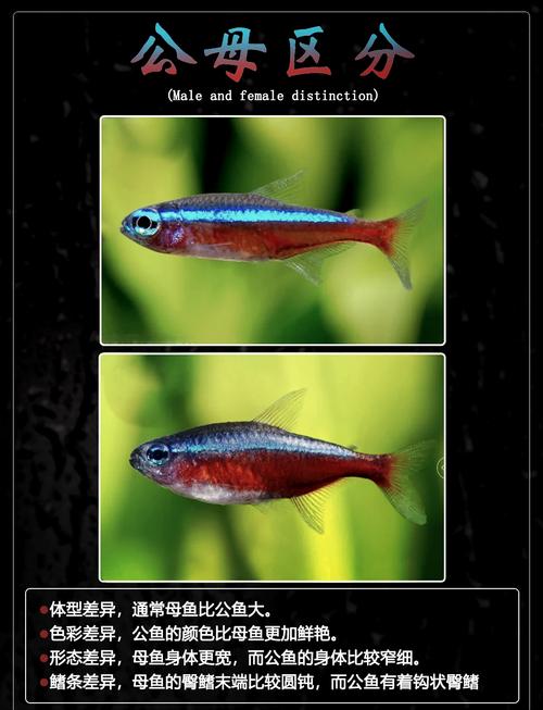 作为消费者“宝莲灯鱼体色发白了”你不能不知道-第4张图片 作为消费者“宝莲灯鱼体色发白了”你不能不知道-第4张图片