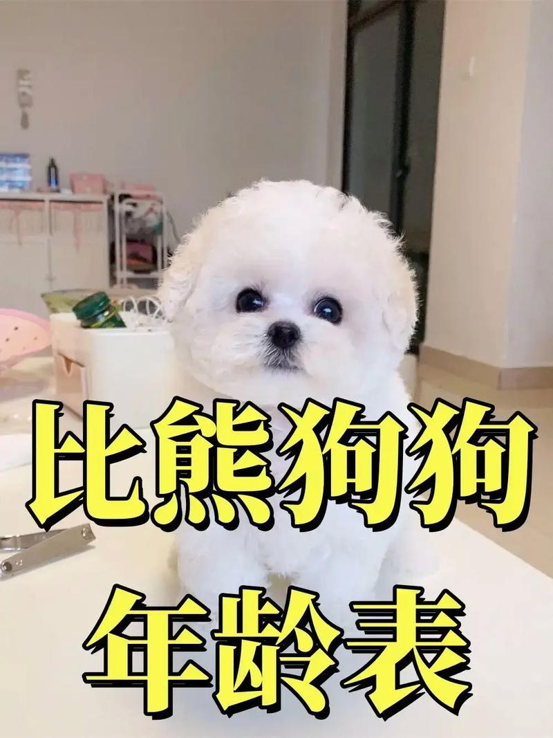 解析“比熊狗多大后不长了”你不知道的事-第4张图片 解析“比熊狗多大后不长了”你不知道的事-第4张图片
