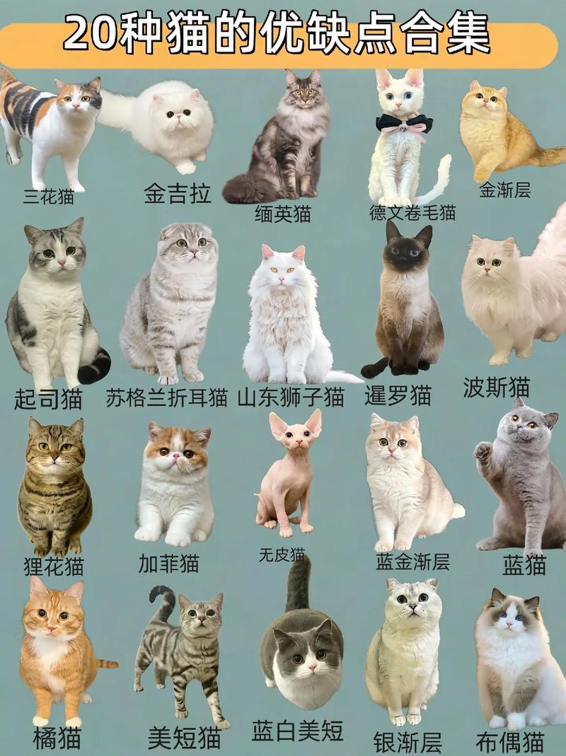 解析“猫目”你不知道的事-第2张图片 解析“猫目”你不知道的事-第2张图片