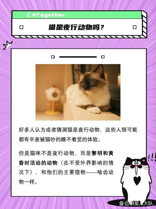 解析“猫目”你不知道的事-第5张图片 解析“猫目”你不知道的事-第5张图片