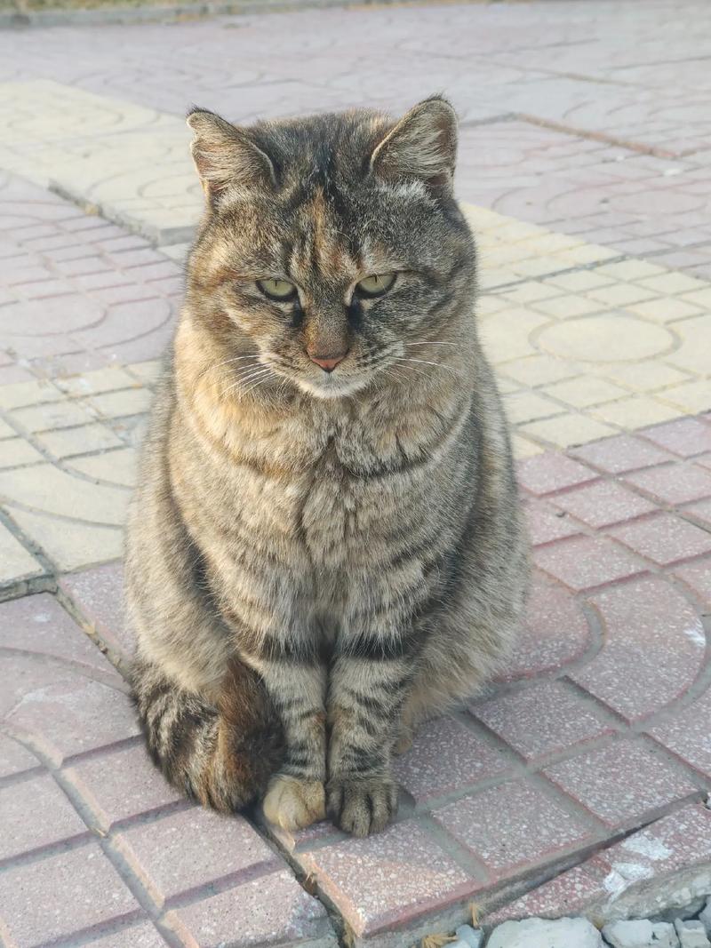 解析“猫目”你不知道的事-第8张图片 解析“猫目”你不知道的事-第8张图片