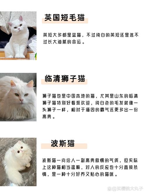 白色的猫-白色的猫有什么寓意-第5张图片 白色的猫-白色的猫有什么寓意-第5张图片